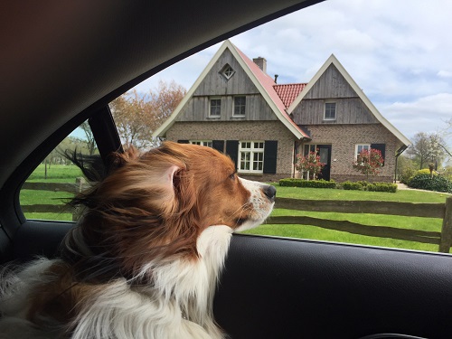 Huisdier op vakantie meenemen vraagt voorbereiding